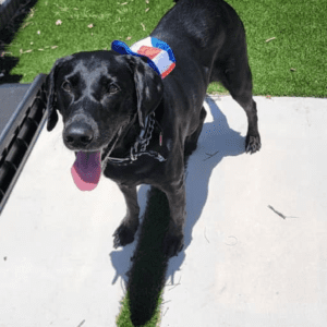Doggy Daycare - 1 Dog