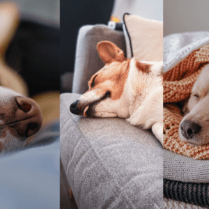 Overnight Stay - 3 Dogs
