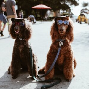 Doggy Daycare - 2 Dog