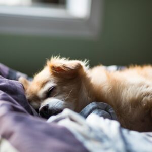 Overnight Stay - 1 Dog