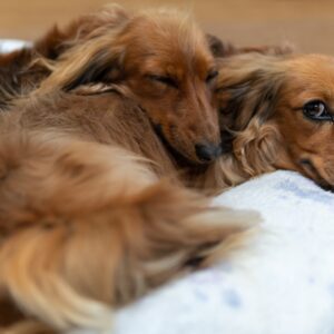 Overnight Stay - 2 Dogs