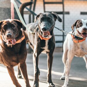 Doggy Daycare - 3 Dog